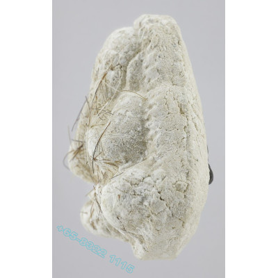 LP Sakorn 2546 Prai Kuman Holy Powder & Hair, Phra Pidta Wat NongKrub