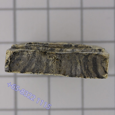 龙婆培加持,佛历2514,崇迪佛菩提树,Wat PiKulThong 精美条纹